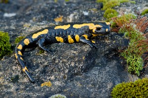 Feuersalamander