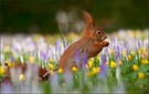 Jetzt kommt der Frühling...II