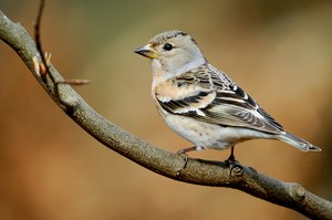 Bergfik Weibchen