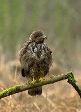 Bussard