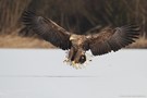 Seeadler im Winter