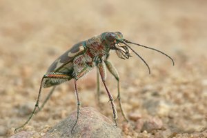 Dünen-Sandlaufkäfer (Cicindela hybrida)