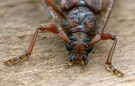 Eucalyptus Long-horned Borer ( Phoracantha semipunctata )