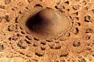 Parasol (Macrolepiota procera)