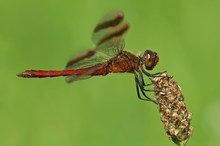 ~ Sympetrum pedemontanum ~