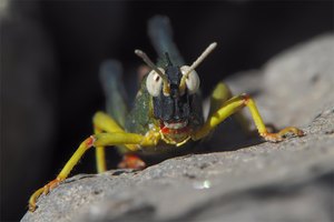 Dericorys lobata