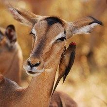 Earwhisperer - Red-Billed Oxepecker (Buphagus erythrorhynchus) und Impala (Aepyceros melampus)