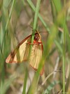 Diacrisia sannio,Rotrand-Bär